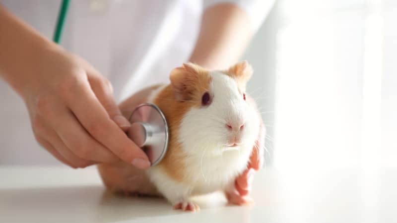 guinea-pig